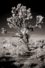 Joshua Tree 2 Mojave Desert, CA � Dave Hickey